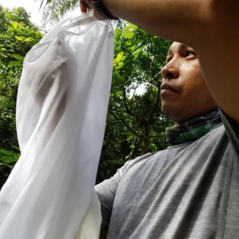 UC Davis graduate student Socrates Letana collecting flies in the Philippines. He studies botflies with major professor Lynn Kimsey.