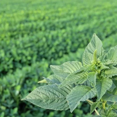 “Beyond chemicals, people are desperate for another way to fight weeds and electricity is back on the agenda,” says Andrew Diprose. © Chris Bennett