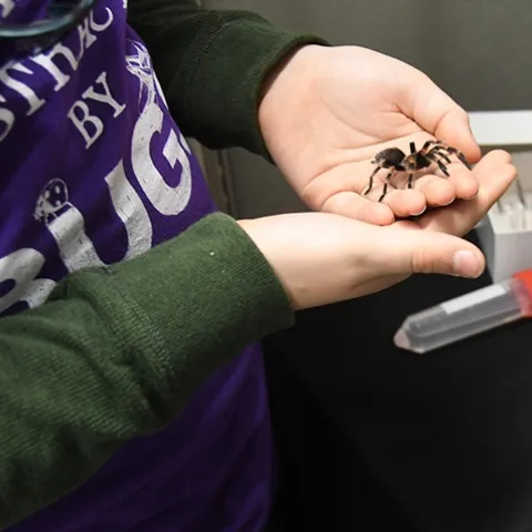 Mexican redknee tarantula, the new project of 9-year-old Delsin Russell of Vacaville. Santa delivered the much-wanted gift on Christmas Eve. (Photo by Kathy Keatley Garvey)