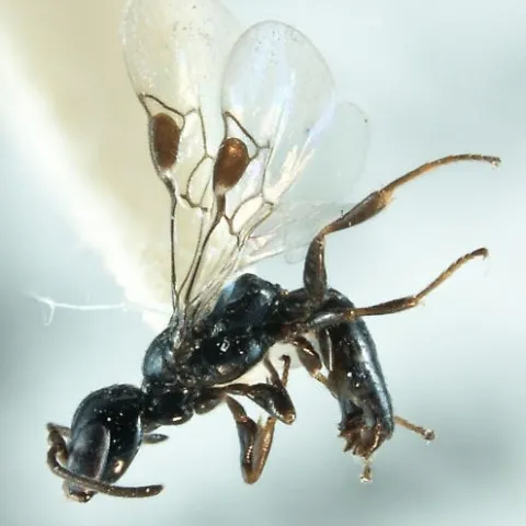 Ammoplanines wasp