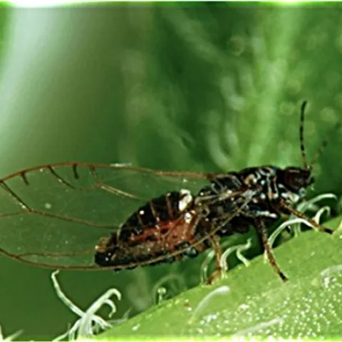 The potato psyllid, a pest of potatoes, transmits a bacteria that causes zebra chip disease. (Photo by Don Henne)