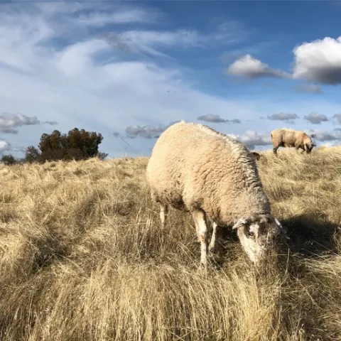 Sheep and cattle grazing can reduce the fuel load for a potential wildfire. (Photo: Dan Macon)