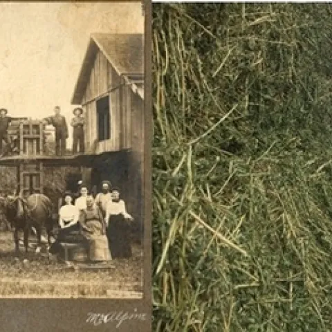 Figure 1. Old and New Methods of Hay Making