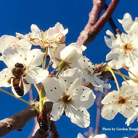 Benicia resident Gordon Hough captured this image of a bee nectaring on a Pyrus calleryana (Bradford pear or another cultivar) at the Benicia State Recreation Area on Monday, Jan. 21, as identified by Daniel Potter, UC Davis professor of plant sciences.