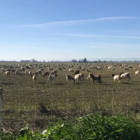 Goats grazing an alfalfa field, Yolo County, 2019.