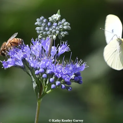 Have you seen a cabbage white butterfly yet this year? This image, taken last summer in Vacaville, shows a cabbage white butterfly trying to share a blossom with a honey bee. (Photo by Kathy Keatley Garvey)