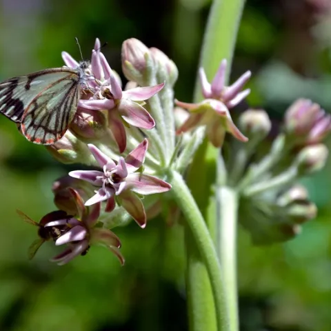 pine white butterfly on milkweed, photo by Cathleen Carter