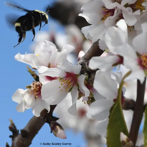 A yellow-faced bumble bee, Bombus vosnesenskii,heads for an almond blossom in Benicia. (Photo by Kathy Keatley Garvey)
