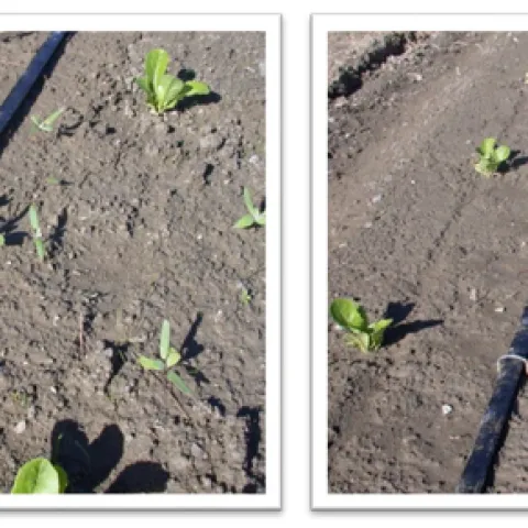 Figure 1. Untreated plot (left) and Pronamide (Kerb at 2.5 pints/A) applied via drip tape (right) 30 days after transplanting of romaine lettuce. Areas most distant from drip tape that supplied herbicide show weed survivorship.