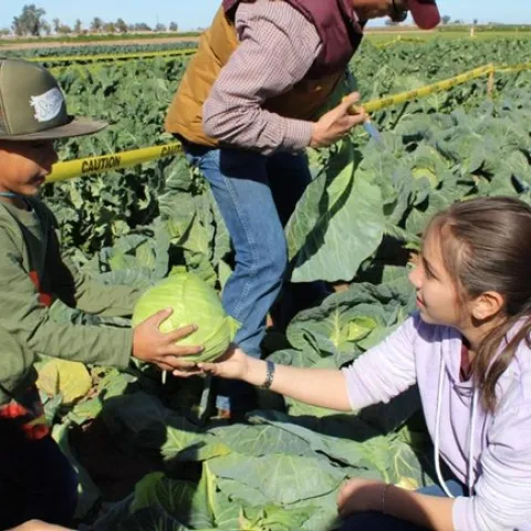 Calexico FFA volunteers help participants pick vegetables in the U Pick garden