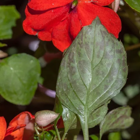 Possibly the first indication of downy mildew on impatiens