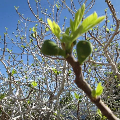 Kadota fig with well developed breba fruits in March