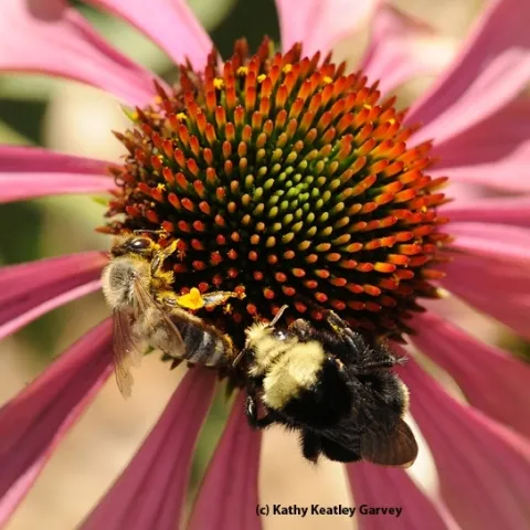 A yellow-faced bumble bee, Bombus vosnesenskii, and a honey bee, Apis mellifera, share a purple coneflower, Echinacea purpurea. (Photo by Kathy Keatley Garvey)