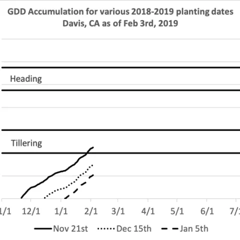 Figure 1 Growing degree accumulation (GDD: max = 86F; min = 45F) for various planting windows between this year's storms. These may vary slightly between areas like Dixon, Zamora, and Davis.