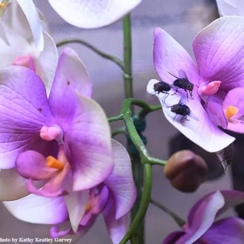 What's in this exhibit in the Bohart Museum of Entomology? Blow flies. A praying mantis didn't eat all the leftovers from a maggot art activity. (Photo by Kathy Keatley Garvey)