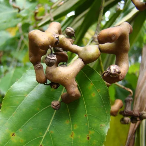 Photo by Mauroguanandi, CC BY 2.0