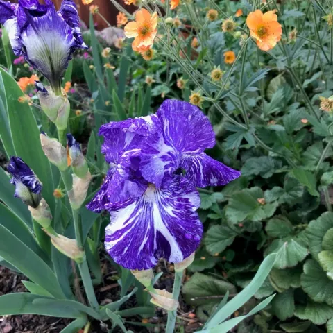 Batik iris. Photos by Karen Metz