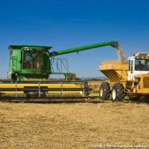 On a global scale, pests and pathogens are significantly reducing yields of rice (shown), wheat, maize, soybeans and potatoes.