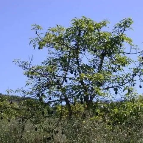 avocado thinning canopy