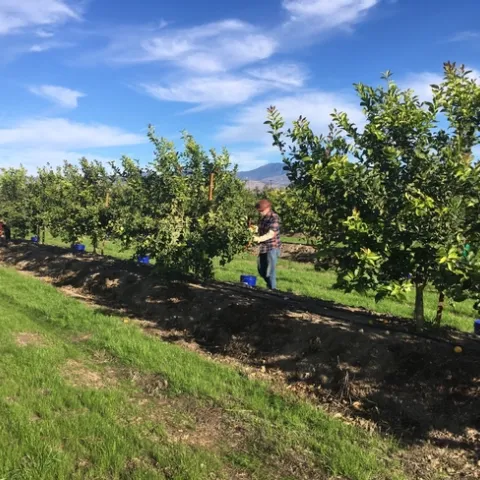 lemon rootstock trial with cover crop