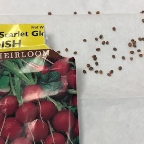 Germination Test 2.1.19