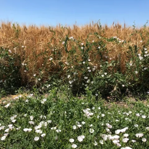 Field Bindweed
