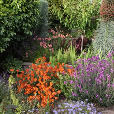 Mixed residential landscape planting of woody and herbaceous perennials illustrating a diversity of species to manage weeds.