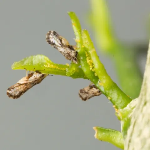 Three brown mottled Asian citrus psyllid adults feed on young citrus leafs alongside their small yellow orange eggs.