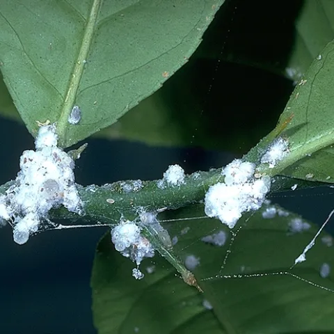 Several small white clusters of mealybug colonies feed on citrus leaves.