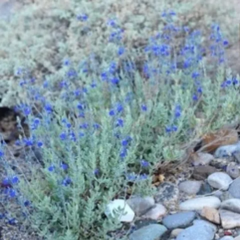 Salvia chamaedryoides