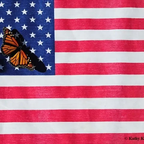 A monarch on the American flag. (Photo by Kathy Keatley Garvey)