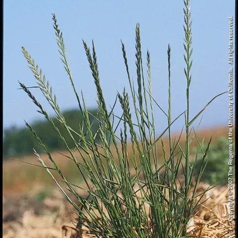 Italian Ryegrass. Photo by Joe DiTomasso