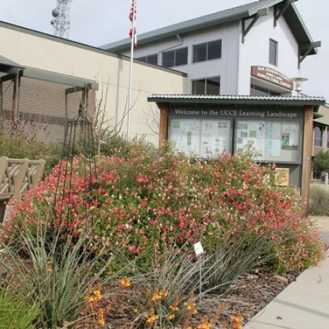 The 'Learning Landscape' at the UCCE office in San Joaquin County is maintained by UC Master Gardeners.