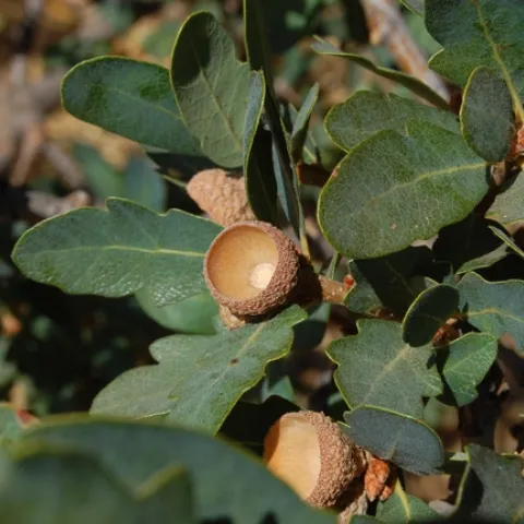 Blue Oak leaves and acorn shells. Photo by Eugene Zelenko.
