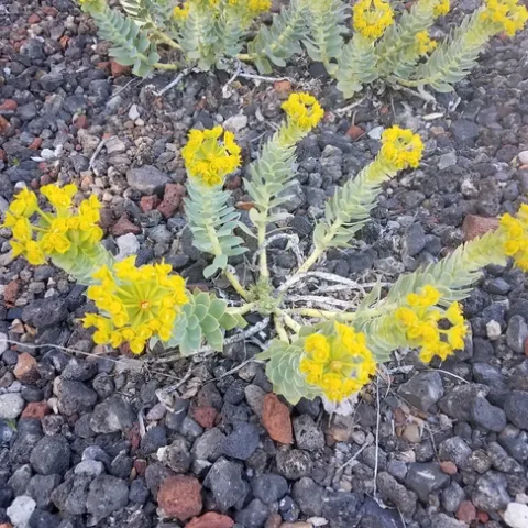 20170505 155902 - Copy