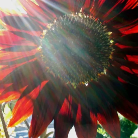 Evidence shows sunflower pollen may be help reduce pathogens in bees.