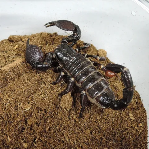 Scorpions are often difficult to find without the aid of ultraviolet light. (Photo byKathy Keatley Garvey)