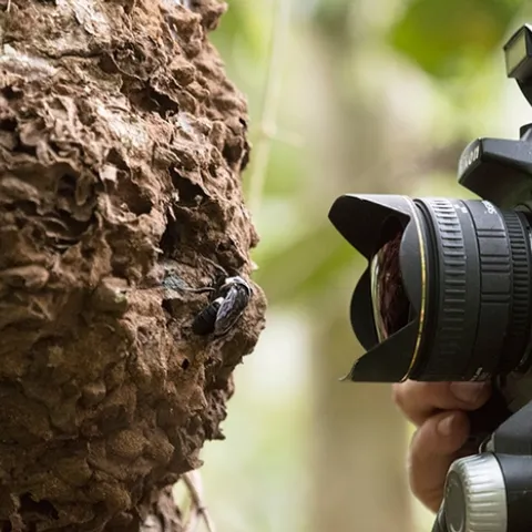 Natural history photographer Clay Bolt photographs Wallace’s Giant See in its nest. The bee nests in active termite mounds in the North Moluccas, Indonesia. (Copyright Simon Robson)