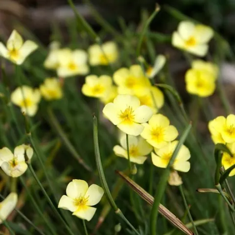 Eschscholzia caespitosa Sundew