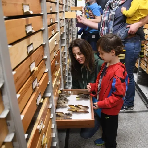 UC Davis employee Michele Belden shows her son, Cash, 5, some of the butterflies in the Bohart Museum of Entomology. Belden manages the Aggie Surplus, formerly Bargain Barn, on campus. (Photo by Kathy Keatley Garvey)