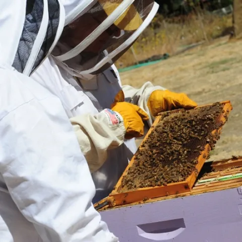 Finding the queen. (Photo by Kathy Keatley Garvey)