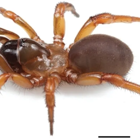 A female Myrmekiaphila tigris: the Auburn Tiger Trapdoor Spider. (Photo by Jason Bond)