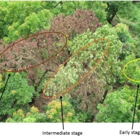 laurel wilt stages (2)