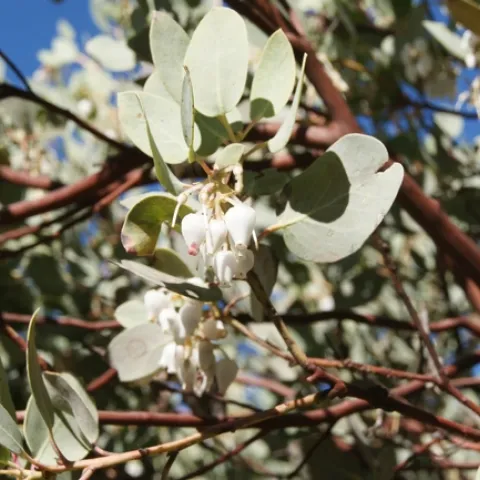 Manzanita in bloom