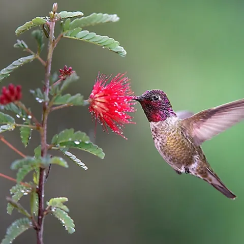 Calypte anna (Anna's hummingbird) nectaring blossoms. (Photo by Scott Logan, Wild Wings Ecology)
