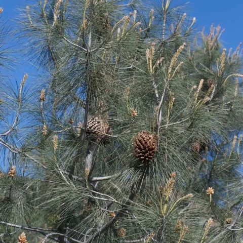 Gray Pine Pinus sabiniana with gray green needles and huge cones, Wikipedia Commons