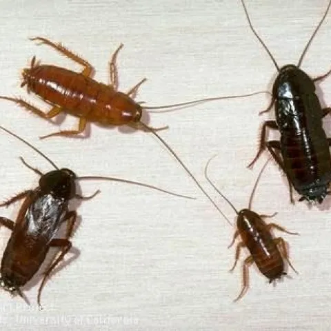 Various life stages of Oriental cockroach. (Jack Kelly Clark)