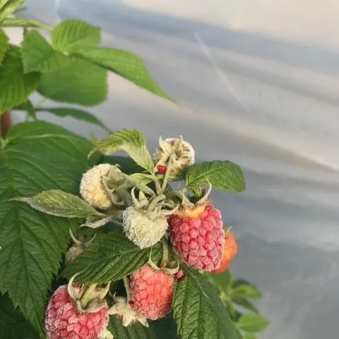 Powdery mildew advancing upon a raspberry fruit. Notice the evidence of disease on the petiole. Photo courtesy Ted Swartzbaugh.