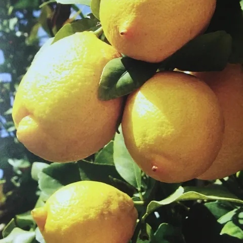 lemons with some nipples