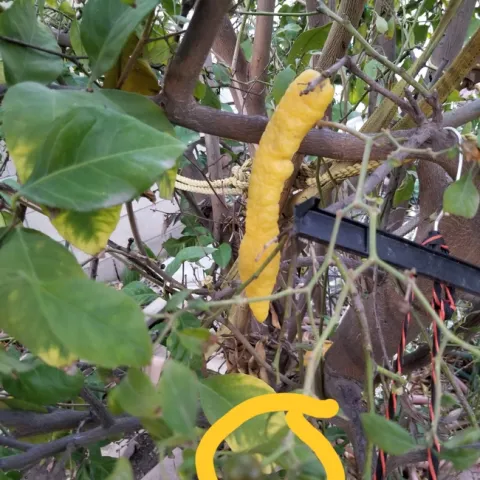 lemon chile picture distraction